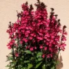 Lobelie Russian Princess - Leuchtend rote Blüten