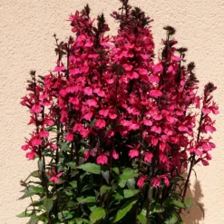 Lobelie Russian Princess - Leuchtend rote Blüten