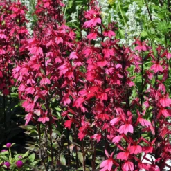 Lobelie Russian Princess - Leuchtend rote Blüten