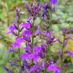 Lobelie Vedrariensis - Violette Blütenpracht im Beet