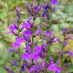 Lobelie Vedrariensis - Violette Blütenpracht im Beet