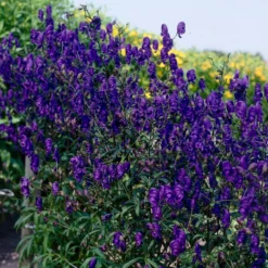 Lockerer Eisenhut Spark - Blauviolette Blüten im Spätsommer