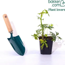 Lockerer Eisenhut Spark - Blauviolette Blüten im Spätsommer