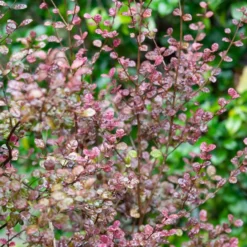 Lophomyrtus Purpurea Nana - Rotes Laub das ganze Jahr