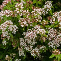 Lorbeer-Schneeball 'Gwenllian' - Blüten mitten im Winter
