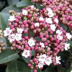 Lorbeerschneeball Spirit - Blüten mitten im Winter