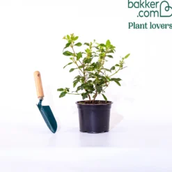 Lorbeerschneeball Spirit - Blüten mitten im Winter