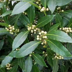 Lorbeerstrauch (Laurus nobilis) - Winterhart - Würze direkt vom Strauch