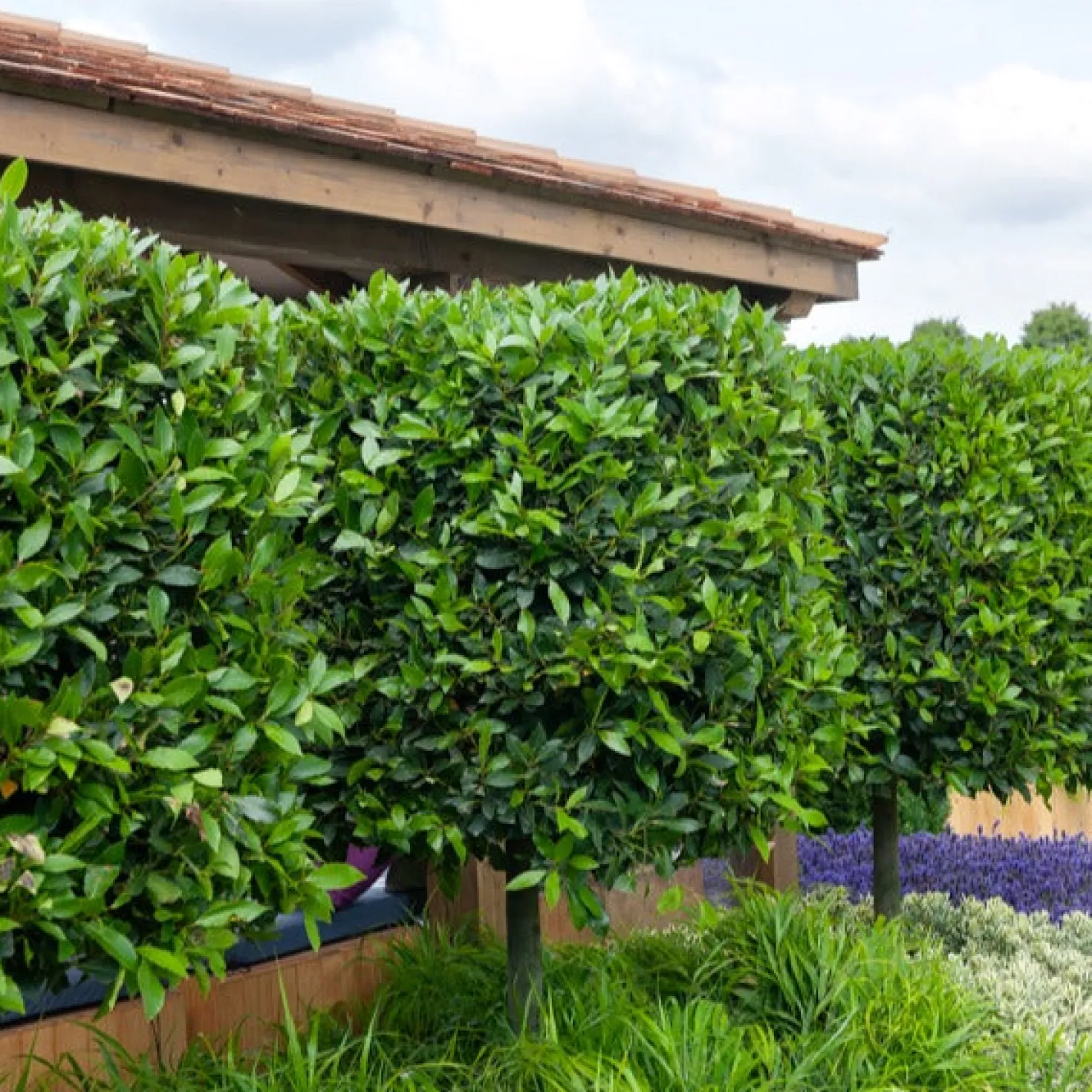 Lorbeerstrauch (Laurus nobilis) - Winterhart - Würze direkt vom Strauch