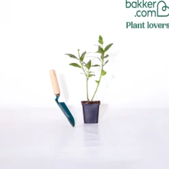 Lorbeerstrauch (Laurus nobilis) - Winterhart - Würze direkt vom Strauch