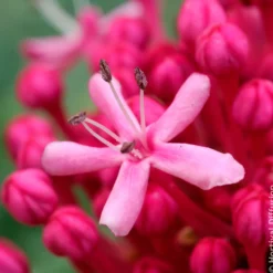 Losbaum - Rosa Duftwolke im Spätsommer