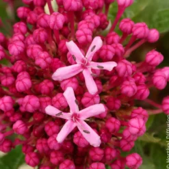Losbaum - Rosa Duftwolke im Spätsommer
