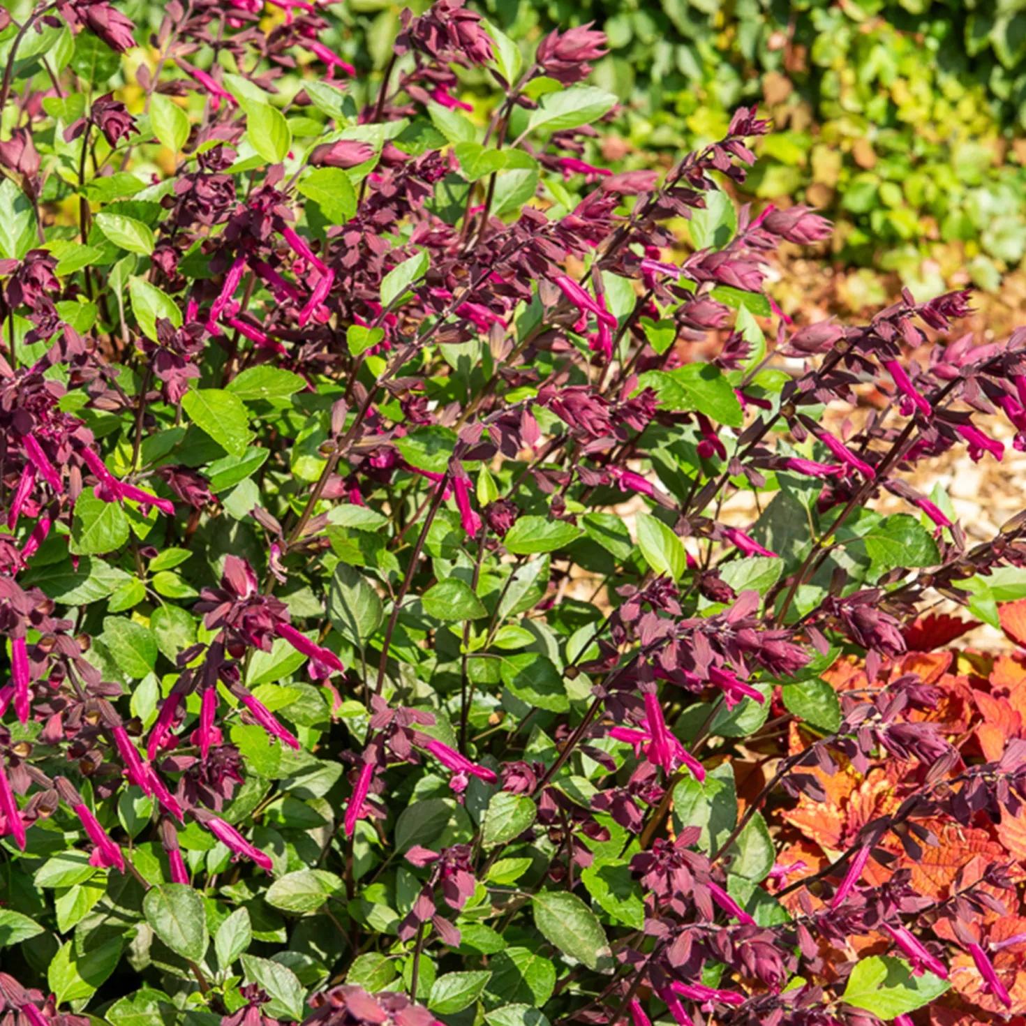 Love and Wishes® Hybrid-Salbei - Blüht bis in den Herbst