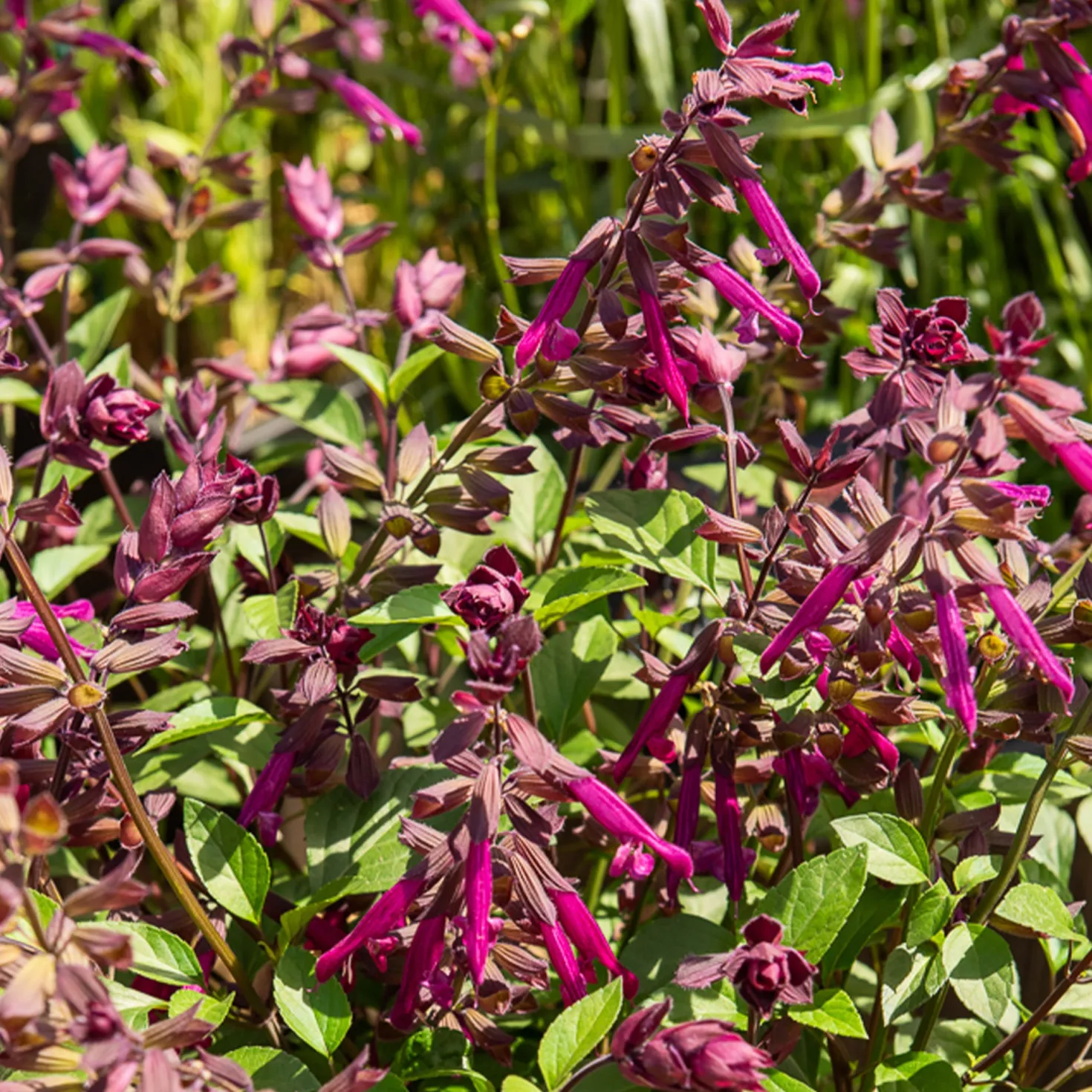 Love and Wishes® Hybrid-Salbei - Blüht bis in den Herbst