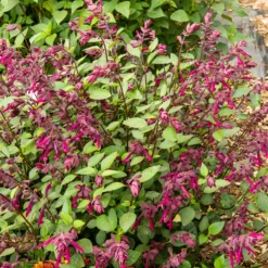 Love and Wishes® Hybrid-Salbei - Blüht bis in den Herbst