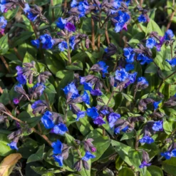 Lungenkraut 'Blue Ensign' - Blaue Blüten im Winter