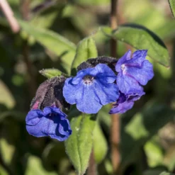 Lungenkraut 'Blue Ensign' - Blaue Blüten im Winter