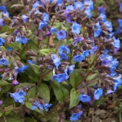 Lungenkraut 'Blue Ensign' - Blaue Blüten im Winter
