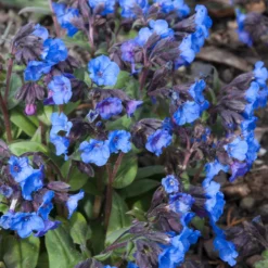 Lungenkraut 'Blue Ensign' - Blaue Blüten im Winter