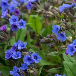 Lungenkraut 'Blue Ensign' - Blaue Blüten im Winter