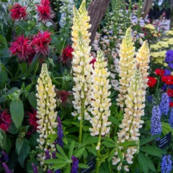 Lupine 'Chandelier' - Leuchtende Blütenkerzen