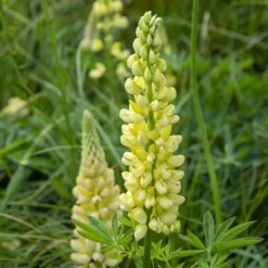 Lupine 'Chandelier' - Leuchtende Blütenkerzen