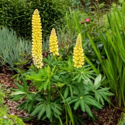 Lupine 'Chandelier' - Leuchtende Blütenkerzen
