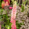 Lupine 'Gallery Pink' - Rosa Blütenkerzen im Beet