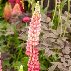 Lupine 'Gallery Pink' - Rosa Blütenkerzen im Beet