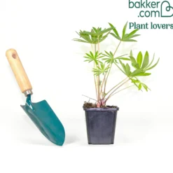 Lupine 'Gallery Pink' - Rosa Blütenkerzen im Beet