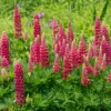 Lupine ‘Gallery Red’ - Kräftiges Rot im Beet