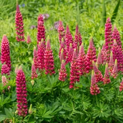Lupine ‘Gallery Red’ - Kräftiges Rot im Beet