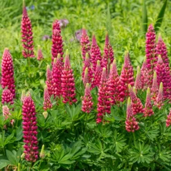 Lupine ‘Gallery Red’ - Kräftiges Rot im Beet