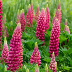 Lupine ‘Gallery Red’ - Kräftiges Rot im Beet