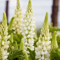 Lupine 'Gallery Weiß' - Weiße Blütenkerzen im Nu