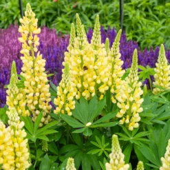 Lupine 'Gallery Yellow' - Sonniges Gelb im Beet