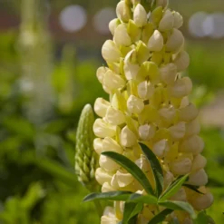 Lupine 'Gallery Yellow' - Sonniges Gelb im Beet