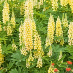 Lupine 'Gallery Yellow' - Sonniges Gelb im Beet