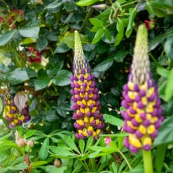Lupine Manhattan Lights - Zweifarbig, sofort ein Hingucker