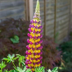 Lupine Manhattan Lights - Zweifarbig, sofort ein Hingucker