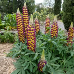 Lupine Manhattan Lights - Zweifarbig, sofort ein Hingucker