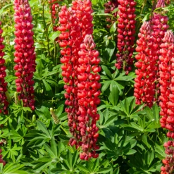 Lupine ‘My Castle’ - Leuchtend rote Blütenkerzen