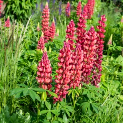 Lupine ‘My Castle’ - Leuchtend rote Blütenkerzen