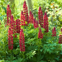 Lupine ‘My Castle’ - Leuchtend rote Blütenkerzen
