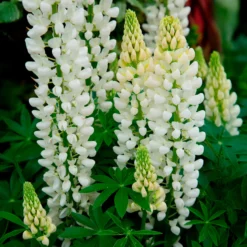 Lupine Noble Maiden - Weiße Blütenkerzen im Beet
