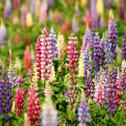 Lupinen Russel Hybriden Mischung - Farbenfrohe Blütenkerzen