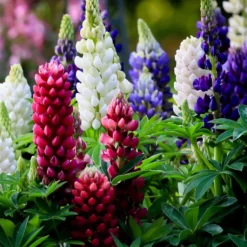 Lupinen Russel Mischung (x5) - Blüten-Kerzen für Ihr Beet