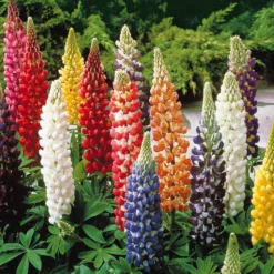 Lupinen Russel Mischung (x5) - Blüten-Kerzen für Ihr Beet
