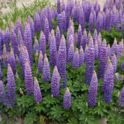 Lupine Persian Slipper - Violette Blütenkerzen im Beet