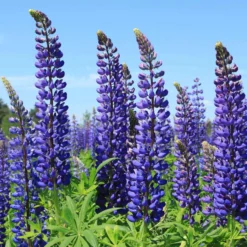 Lupine ‘Russell Blue’ (x3) - Blaue Blütenkerzen im Nu